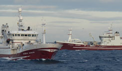 Loddefiske 2012